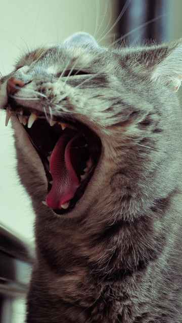 1878 Cat Yawn